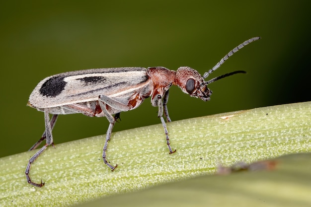 Burning Blister Beetle del genere Epicauta