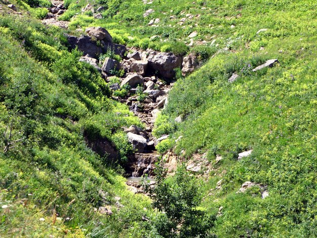 Burrone, crepa in montagna, erba verde e pietre, montagne del Caucaso, letto asciutto del fiume di montagna
