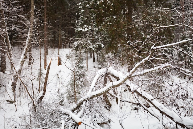 Burrone innevato nella foresta invernale