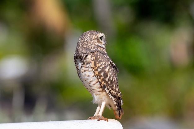 Burrowing Owl Athene cunicularia o Speotyto cunicularia in verticale