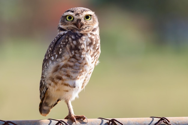 Burrowing Owl Athene cunicularia o Speotyto cunicularia in verticale