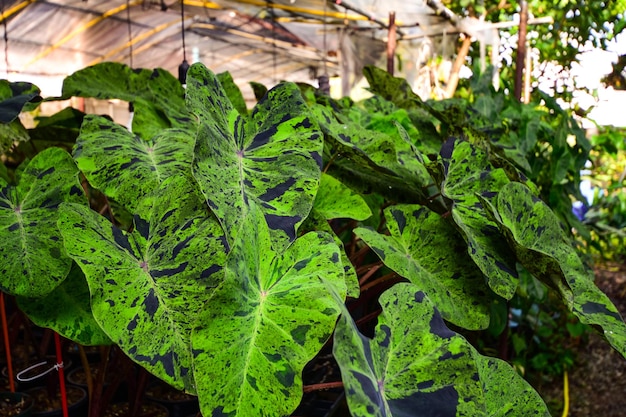 bush colocasia Mojito bellissimo motivo in giardino