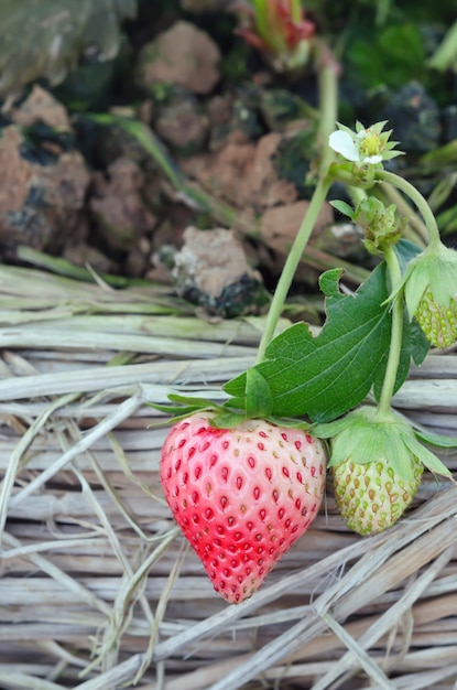 Bush della fragola rossa matura fresca nel campo