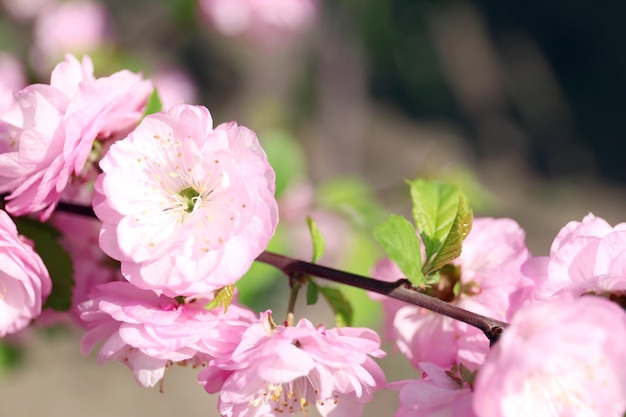 Bush fiorisce in un giorno di primavera