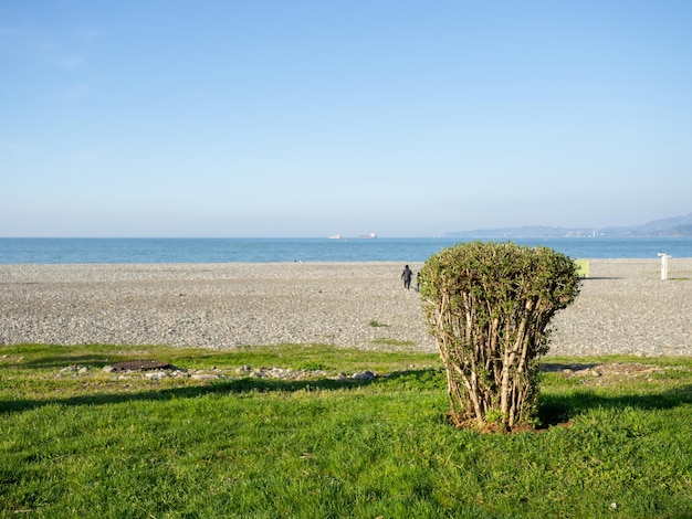 Bush in riva al mare Costa del mare calmo Uomo su una spiaggia rocciosa