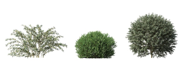 bush isolato su sfondo bianco illustrazione 3D cg render