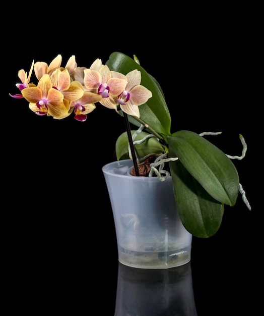 Bush nana orchidea phalaenopsis in una pentola su sfondo nero