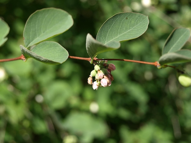 Bush ribes indiano Symphoricarpos con frutti di bosco e fiori