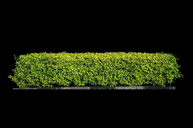 Bush tree e recinzione isolati su sfondo nero