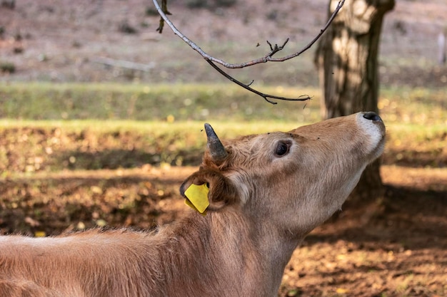 Busha alleva una piccola vacca da bovini dalle corna corte in una fattoria all'aperto