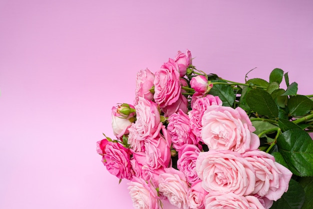 Bushy rose rosa su uno sfondo rosa delicato
