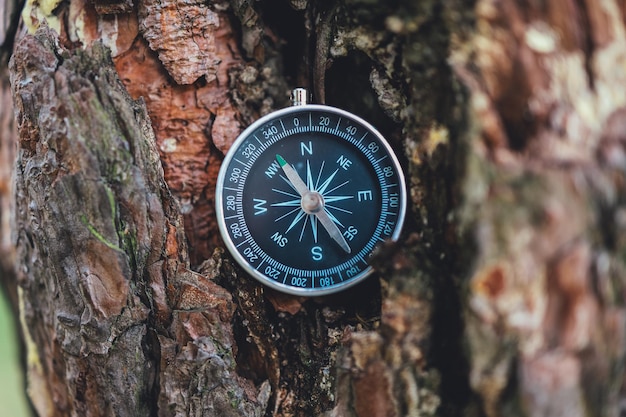 Bussola in un albero su uno sfondo di foresta