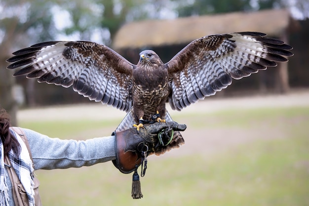 Buteo ali aperte