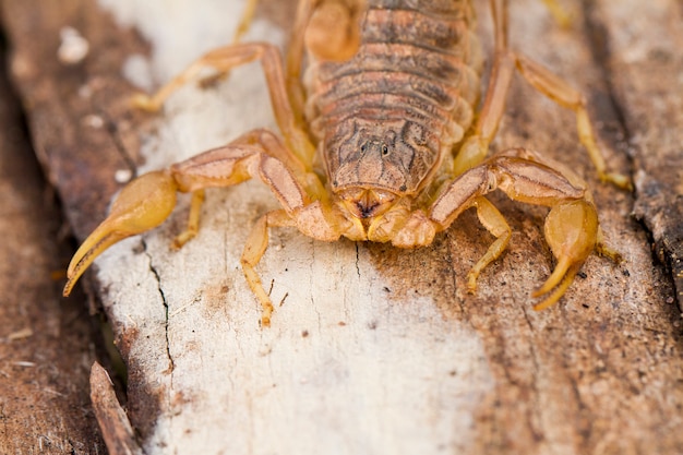 Buthus scorpion