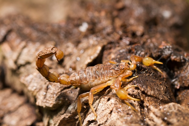 Buthus scorpion