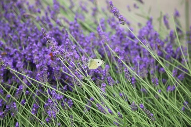 Butterfly Cabbage White o Pieris rapae seduto su lavanda vulgaris