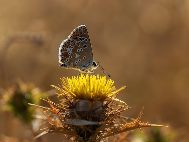 Butterfly fotografata nel loro ambiente naturale.