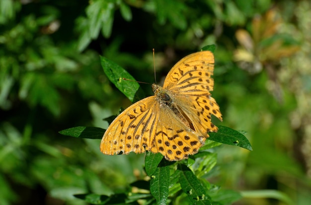 Butterfly High Brown Fritillary Argynnis adippe Soleggiata mattina d'estate sulla strada forestale