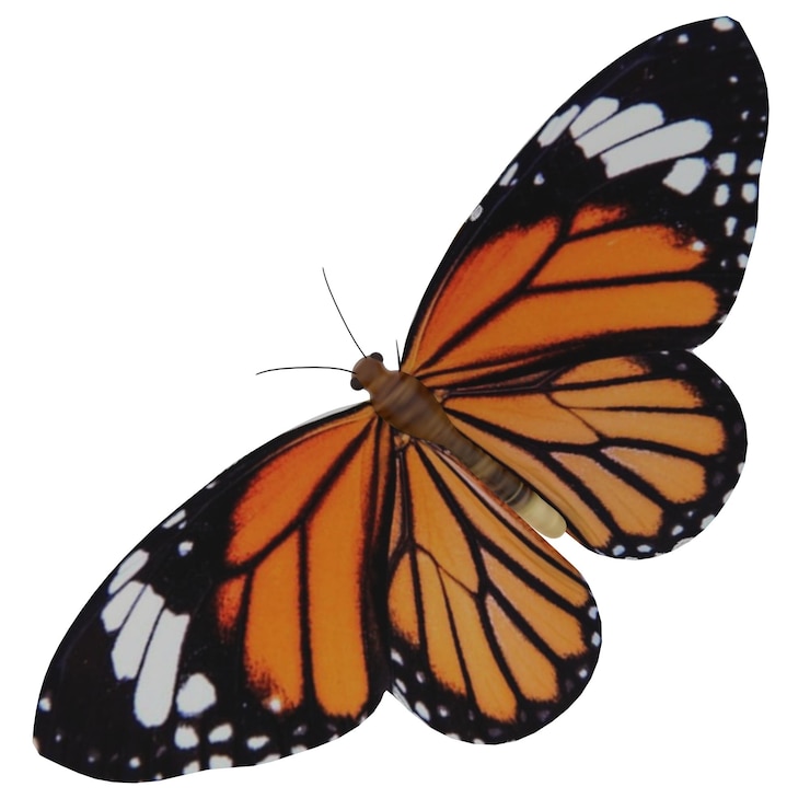 Photo butterfly isolated on white background