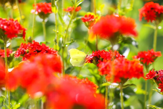 Butterfly Limonite zolfo comune Gonepteryx rhamni sulla Lychnis chalcedonica pianta in fiore all'aperto nel giorno d'estate