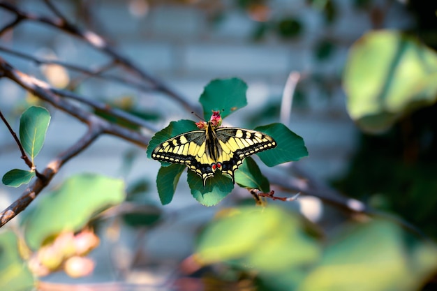 Butterfly Machaon sul ramo degli alberi nella natura selvaggia