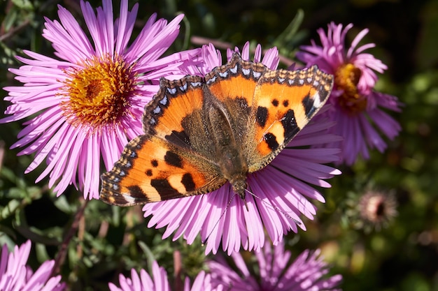 Butterfly Orticaria lat Aglais urticae Nymphalis urticae raccoglie il nettare dai fiori