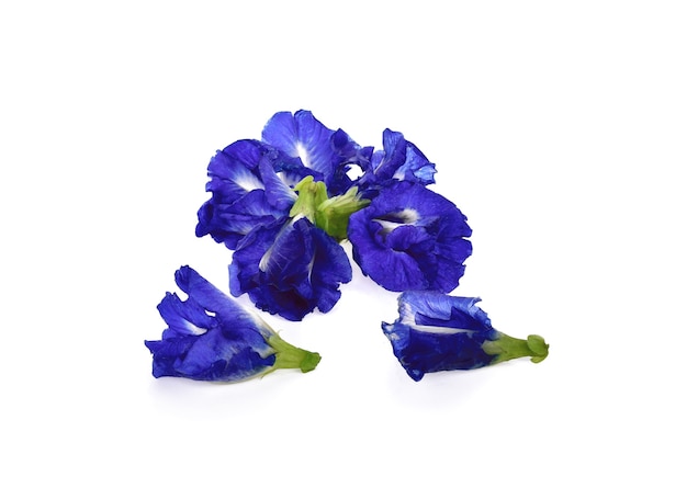 Butterfly Pea isolato