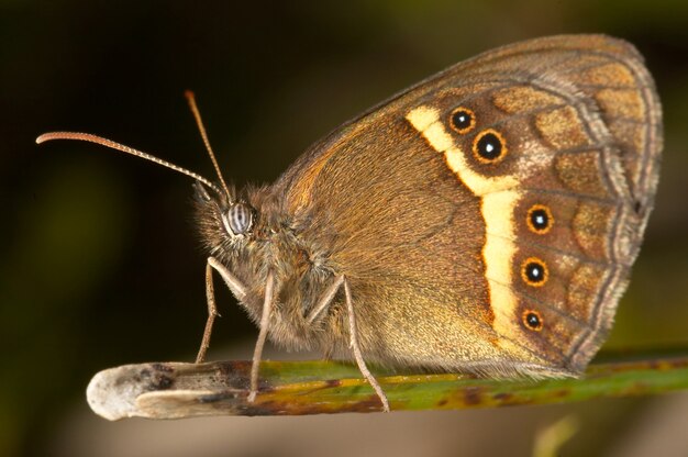 Butterfly (Pyronia bathseba)