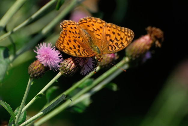 Butterfly Silverwashed FritillaryArgynnis paphia su fiori lilla in un giorno di luglio