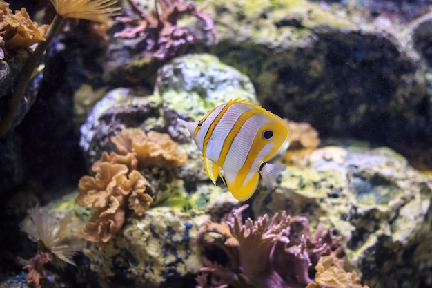 Butterflyfish Tailandia di Copperband subacquea