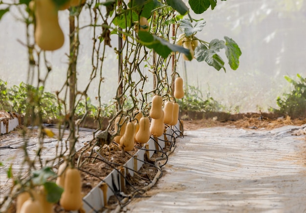 Butternut Squash zucca piantata Ci sono foglie verdi nella fattoria.