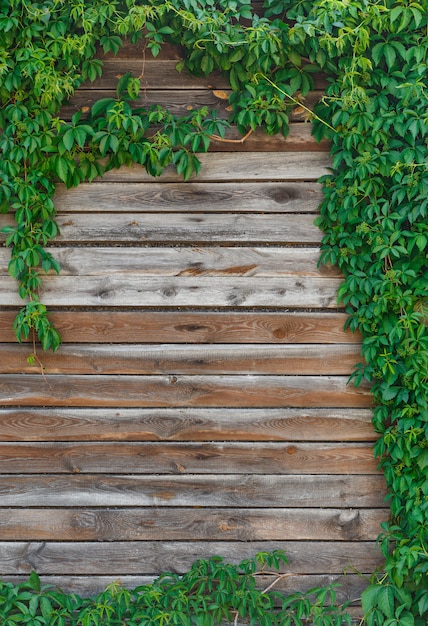 C'è un bellissimo sfondo naturale autunnale o estivo: parte della vecchia parete di legno rurale è incorniciata, composta da rami e foglie di uva selvatica. Copia spazio.