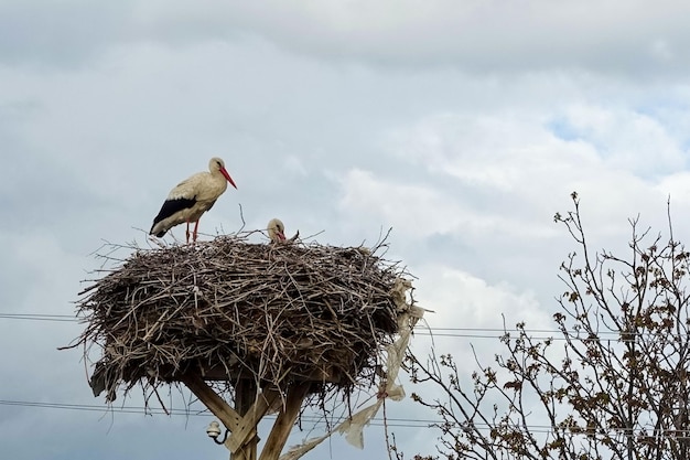 C'è un nido di cicogna e una cicogna femmina e una cicogna maschio nel nido in primavera le cicogne tornano ai loro nidi