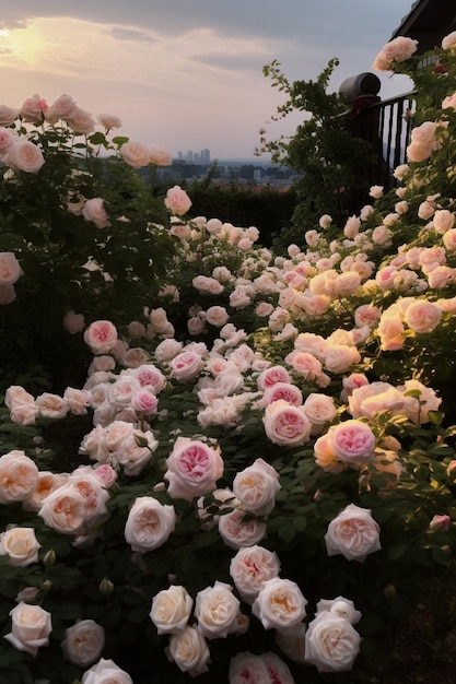 C'è un sacco di rose rosa che crescono nel giardino generativo ai