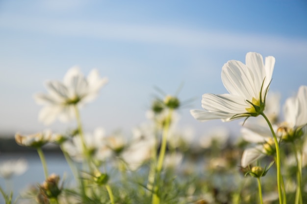 C.sulphureus Cav. o zolfo Cosmo, fiore e cielo blu