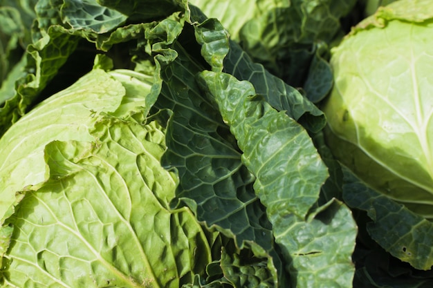 cabagge backgound. Concetto di dieta mediterranea e vegana.