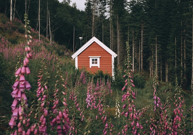 cabina rossa nel fiordo circondato da fiori rosa Norvegia