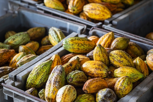 Cacao e baccelli di cacao in casse per la vendita