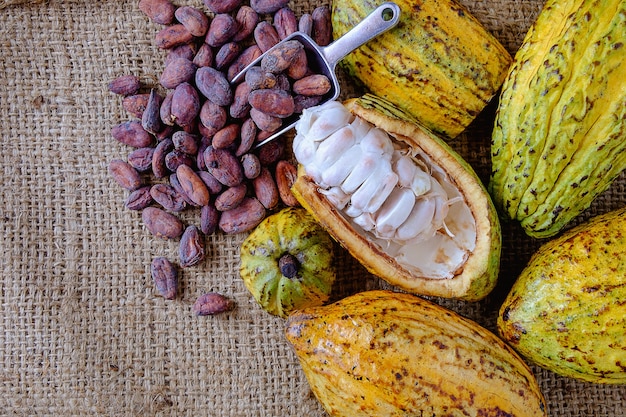 Cacao fresco con cialde di cacao e fave di cacao