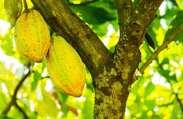 Cacao sull'albero in giardino