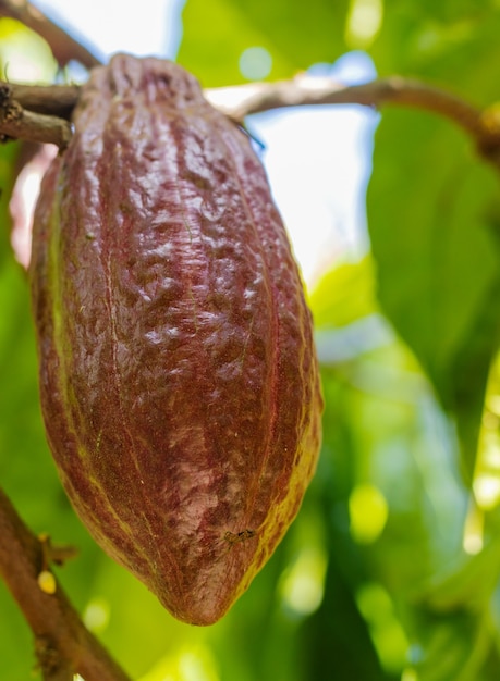 Cacao sull'albero in giardino