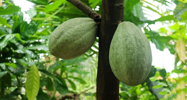 Cacao sull'albero in giardino