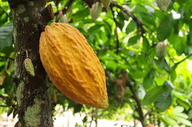 Cacao sull'albero in giardino