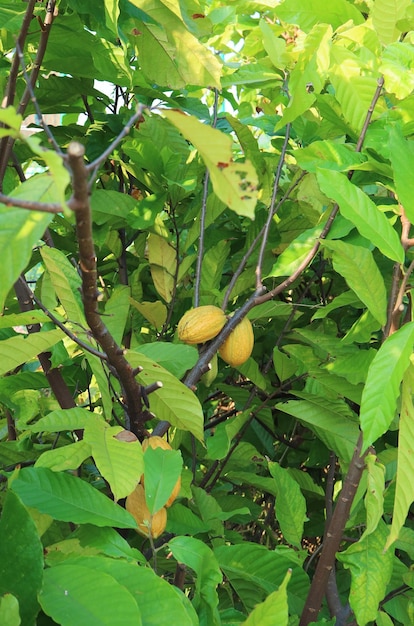 Cacao Tree o Theobroma Cacao con frutti maturi chiamati baccelli di cacao