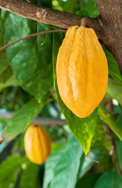 Cacao Tree Theobroma cacao Baccelli di cacao biologico in natura