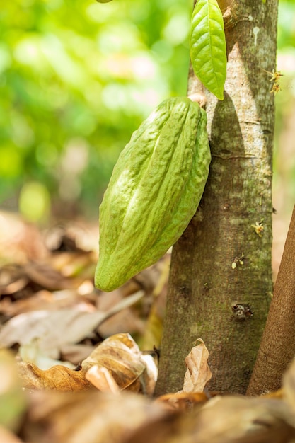 Cacao Tree Theobroma cacao Baccelli di cacao biologico in natura