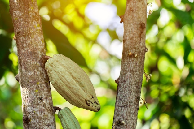 Cacao Tree Theobroma cacao Baccelli di cacao biologico in natura