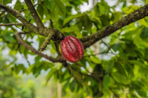 Cacao Tree Theobroma cacao. Baccelli di frutta di cacao biologico in natura.