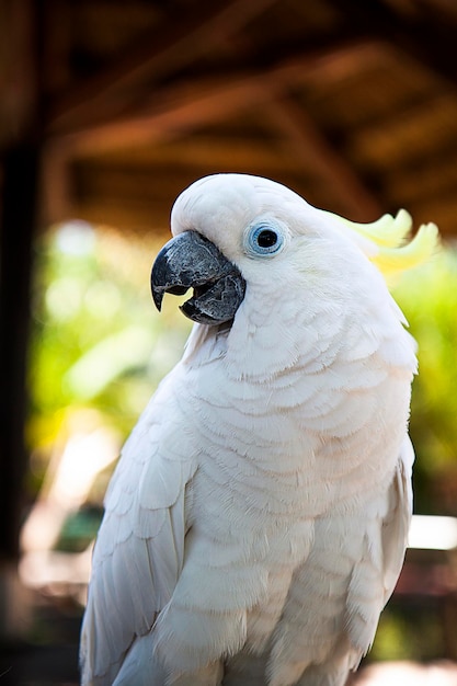 cacatua allo zoo