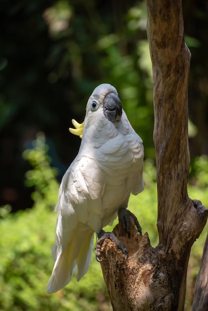 Cacatua appollaiato su un ramo